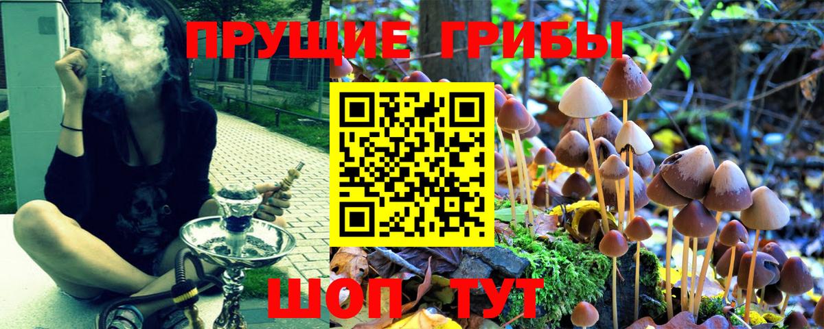 Псилоцибиновые грибы Psilocybine cubensis Карабулак